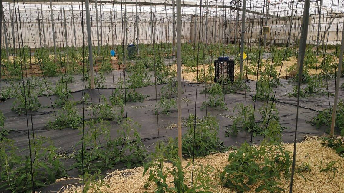 Acolchados tomate invernadero|Acolchados invernadero almeria tomate